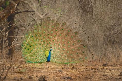 Peacock won. Things To Know About Peacock won. 
